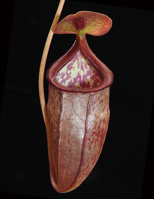 BE-3988b intermediate pitcher.JPG