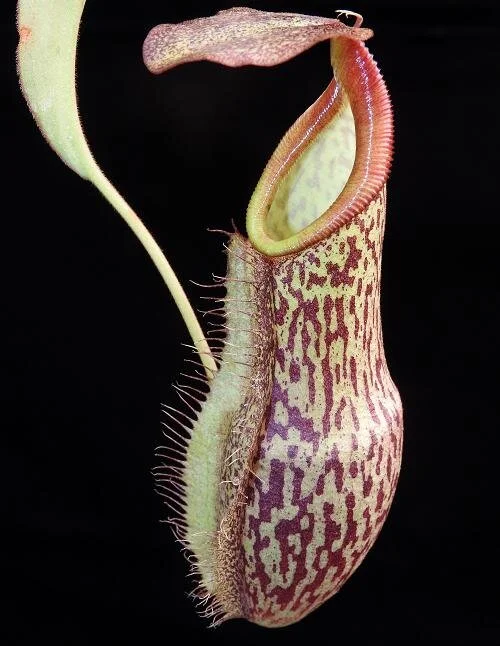 BE-3732a juvenile lower pitcher.JPG