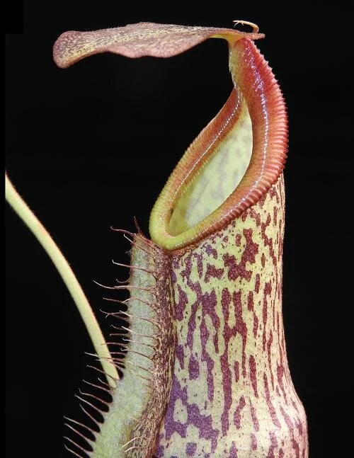 BE-3732c juvenile lower pitcher.JPG