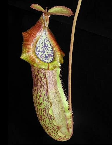 BE-3978a representative pitcher.JPG