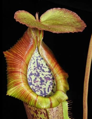 BE-3978b representative pitcher.JPG