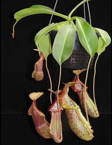 BE-3978c representative plant in 20cm (10in) pot.JPG