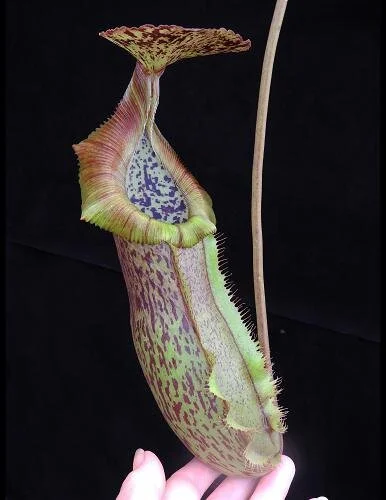 BE-3978d representative pitcher.JPG