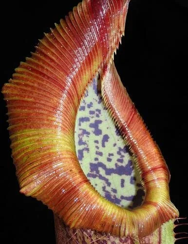 BE-3978e representative pitcher.JPG