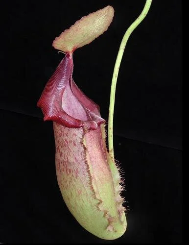 BE-3978f representative pitcher.JPG