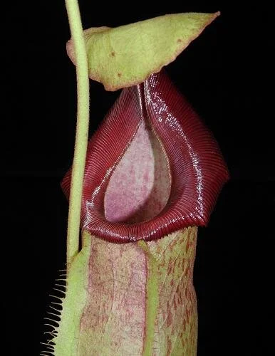 BE-3978g representative pitcher.JPG