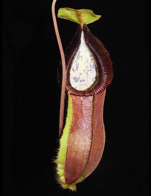 BE-3983c representative pitcher.JPG