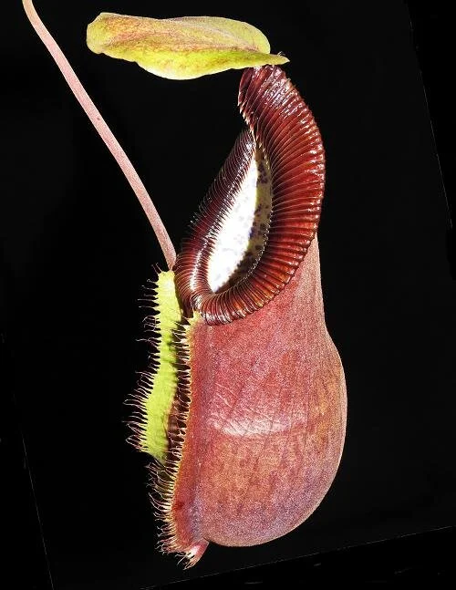 BE-3983d representative pitcher.JPG