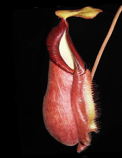 BE-3983e representative pitcher.JPG