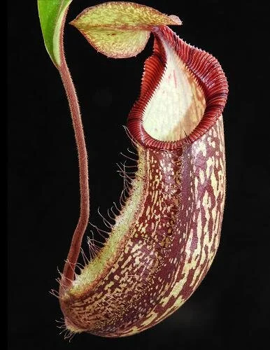 BE-3871a representative juvenile pitcherb.JPG