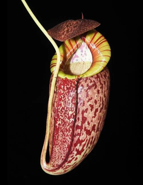 BE-3884c juvenile pitcher.JPG