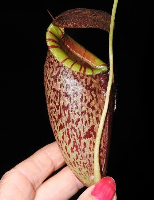 BE-3884d juvenile pitcher.JPG