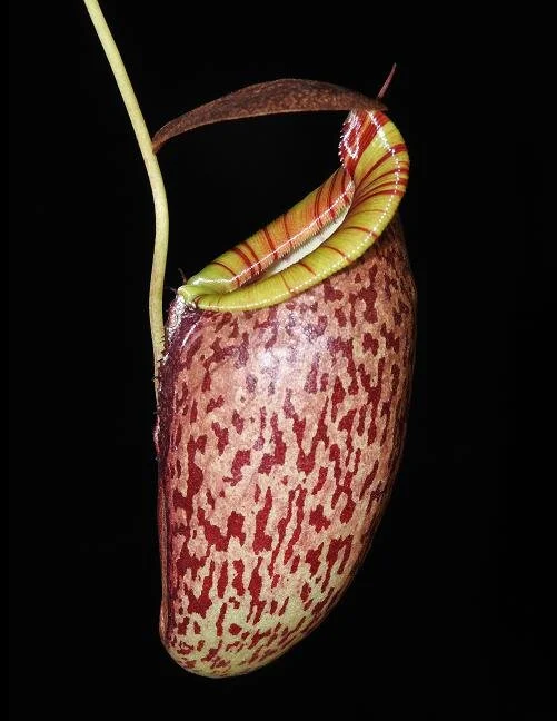 BE-3884e juvenile pitcher.JPG