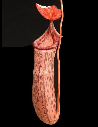 BE-3745a representative pitcher.JPG