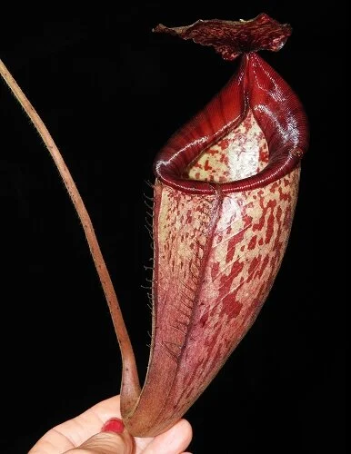 BE-3665a mature pitcher.JPG