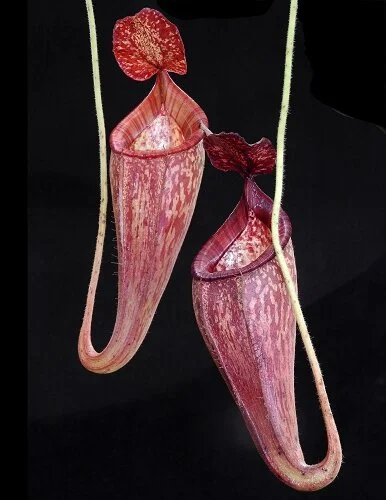 BE-3665b juvenile pitchers.JPG