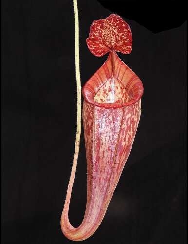 BE-3665c juvenile pitcher.JPG