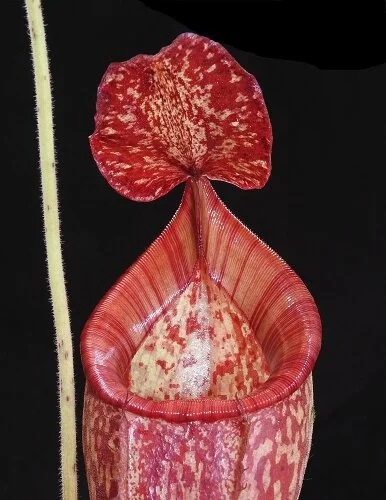 BE-3665d juvenile pitcher.JPG