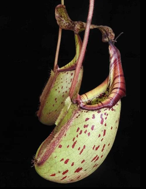 BE-3756b representative pitchers.jpg
