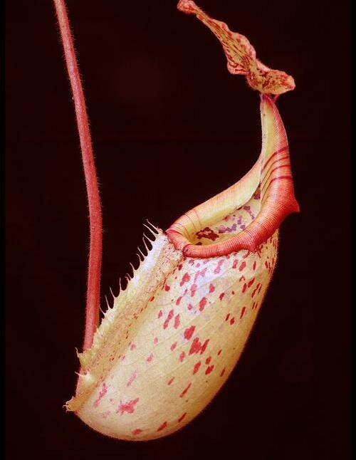 BE-3756d representative juvenile pitcher.JPG