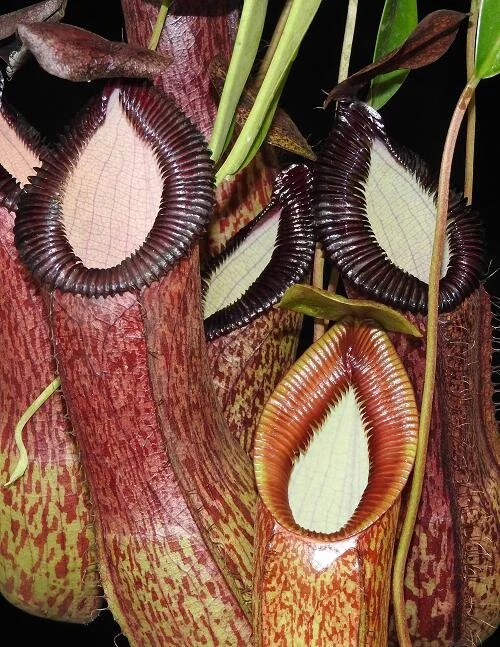 BE-3899d representative pitchers.JPG