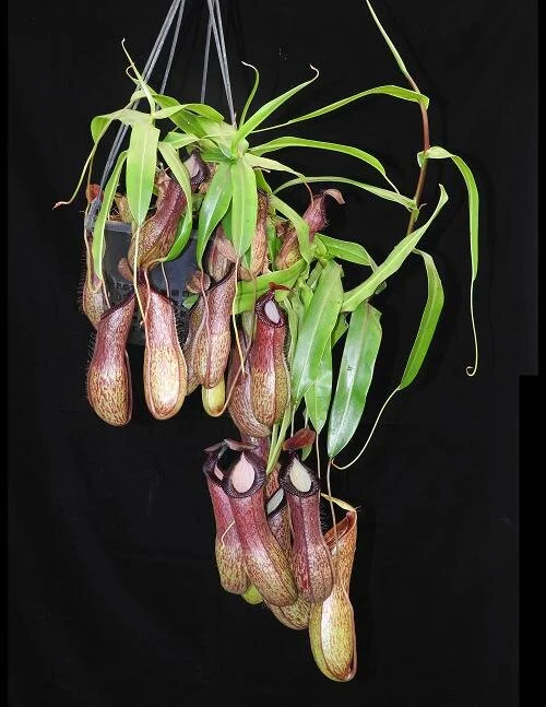 BE-3899f representative large plant.JPG