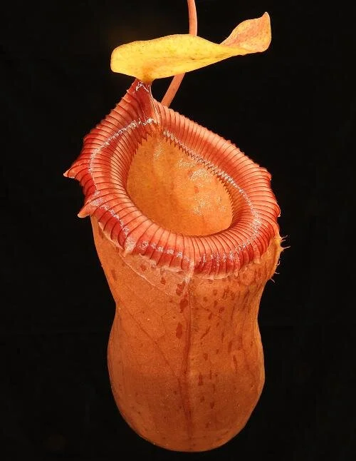 BE-3295a typical lower pitcher.JPG