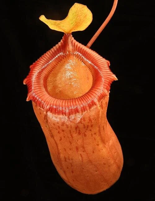 BE-3295b typical lower pitcher.JPG