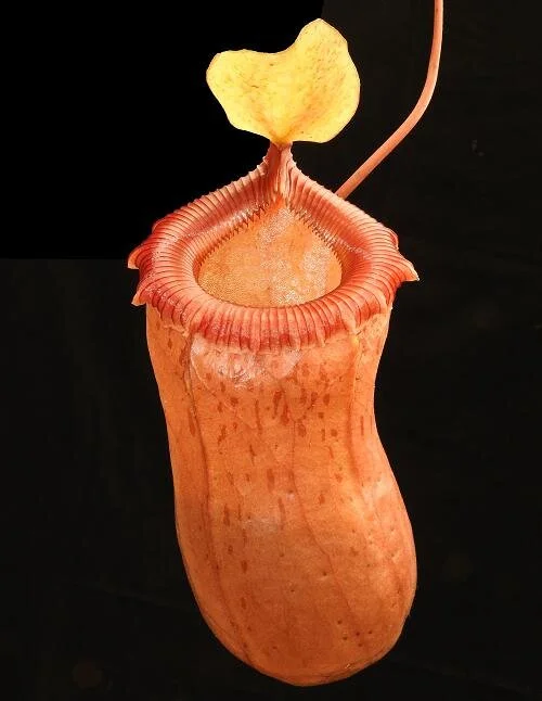 BE-3295c typical lower pitcher.JPG