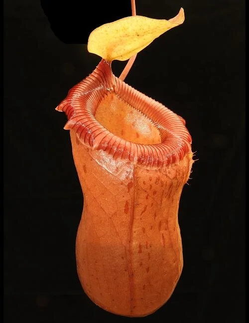 BE-3295d typical lower pitcher.JPG