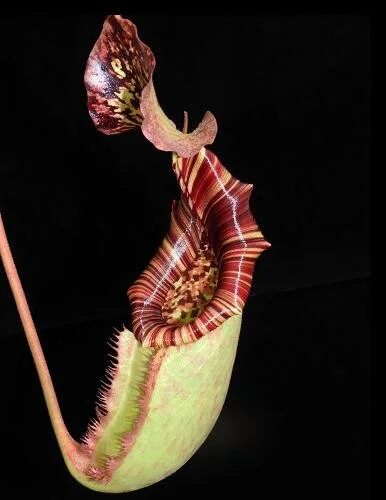 BE-3993a typical intermediate pitcher.JPG