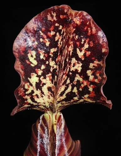 BE-3993c lid detail on typical intermediate pitcher.JPG