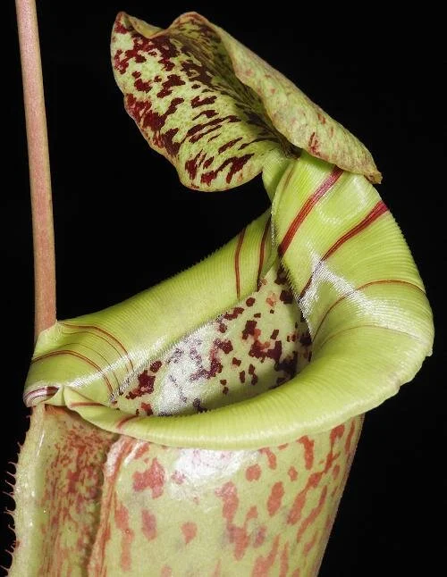 BE-3974b representative pitcher.JPG