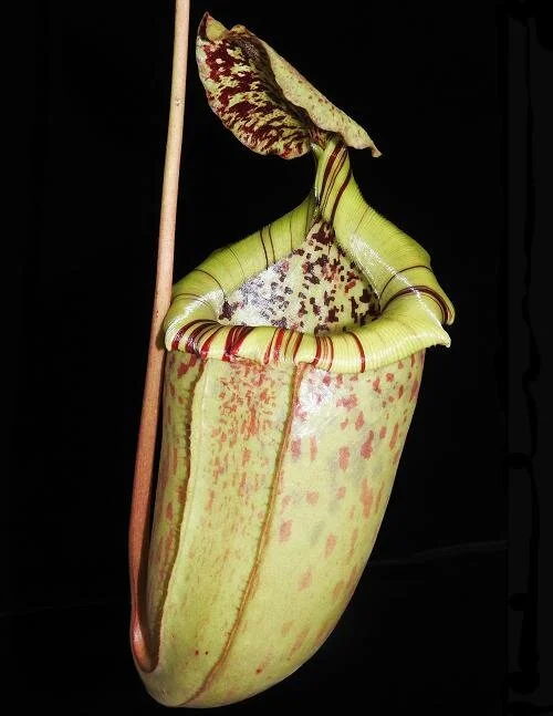 BE-3974a representative pitcher.JPG