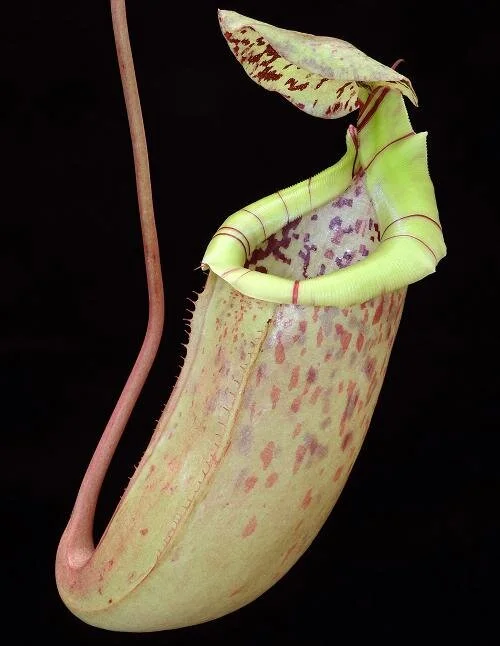 BE-3974c representative pitcher.JPG