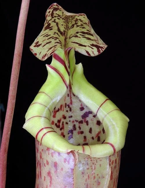 BE-3974d representative pitcher.JPG