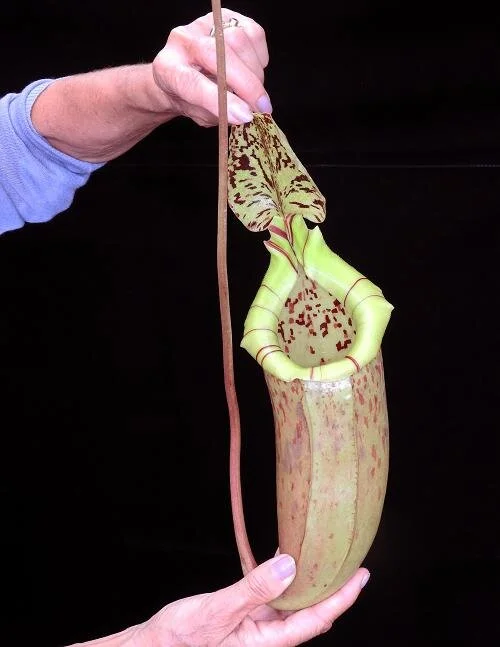 BE-3974e representative pitcher in hand.JPG