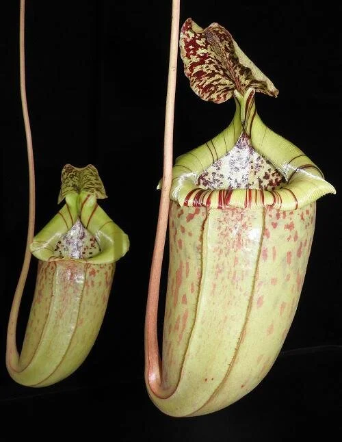 BE-3974f representative pitchers.JPG