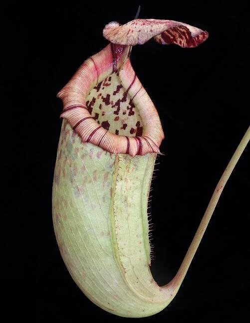 BE-3974g representative pitcher.JPG