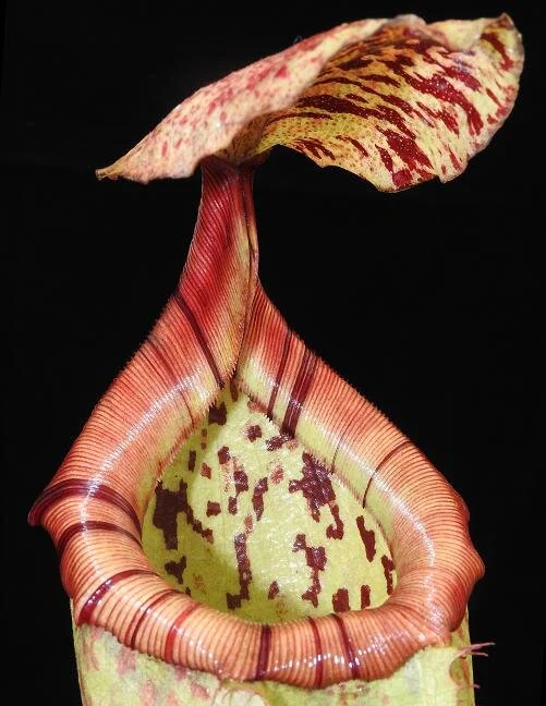 BE-3974h representative pitcher.JPG