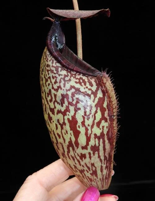 BE-3784c representative pitcher in hand.JPG