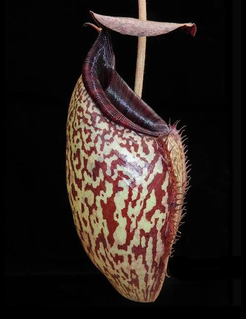 BE-3784d representative pitcher.JPG