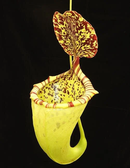 BE-3564a representative intermediate pitcher.JPG