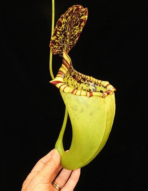 BE-3564b representative intermediate pitcher.JPG