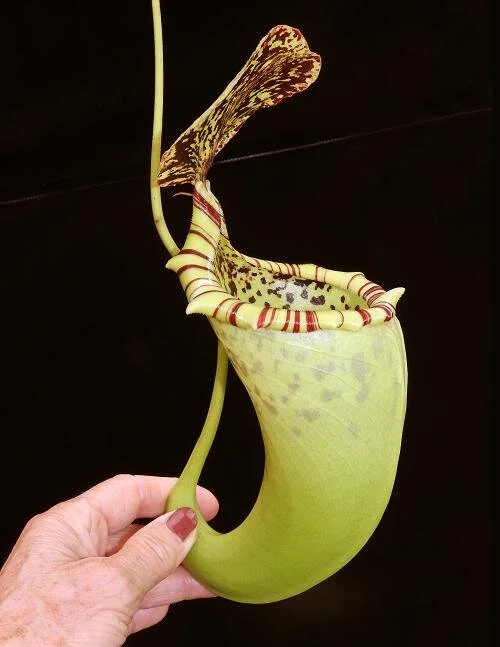 BE-3564e representative intermediate pitcher.JPG