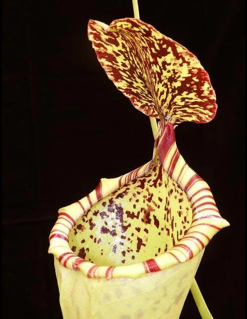 BE-3564f representative intermediate pitcher.JPG