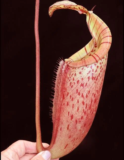 BE-3999a representative pitcher .JPG