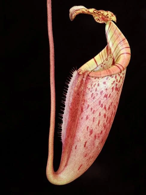 BE-3999b representative pitcher .JPG