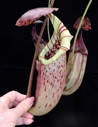 BE-3577b representative intermediate & lower pitchers.JPG