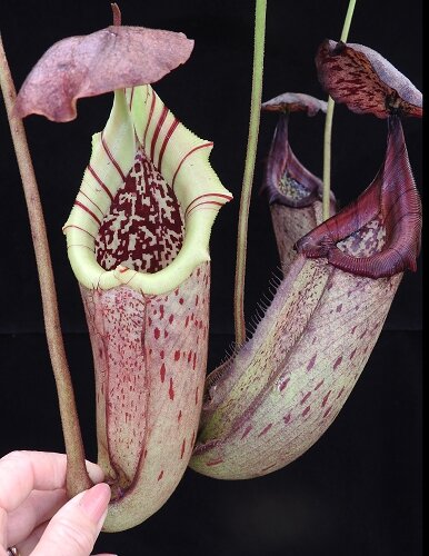 BE-3577a representative intermediate & lower pitchers.JPG